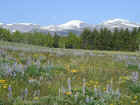 Bighorn Mountains & Spring Wildflowers