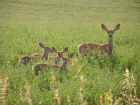 Mother With Three Fawns
