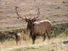 Bull Elk With Cow